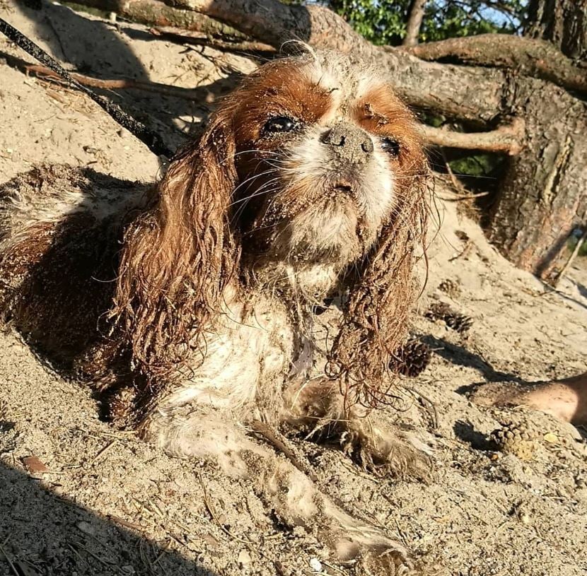 Cavalier King Charles Spaniel ligger på en sandstrand og er fyldt med strandsand 